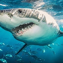 Great White